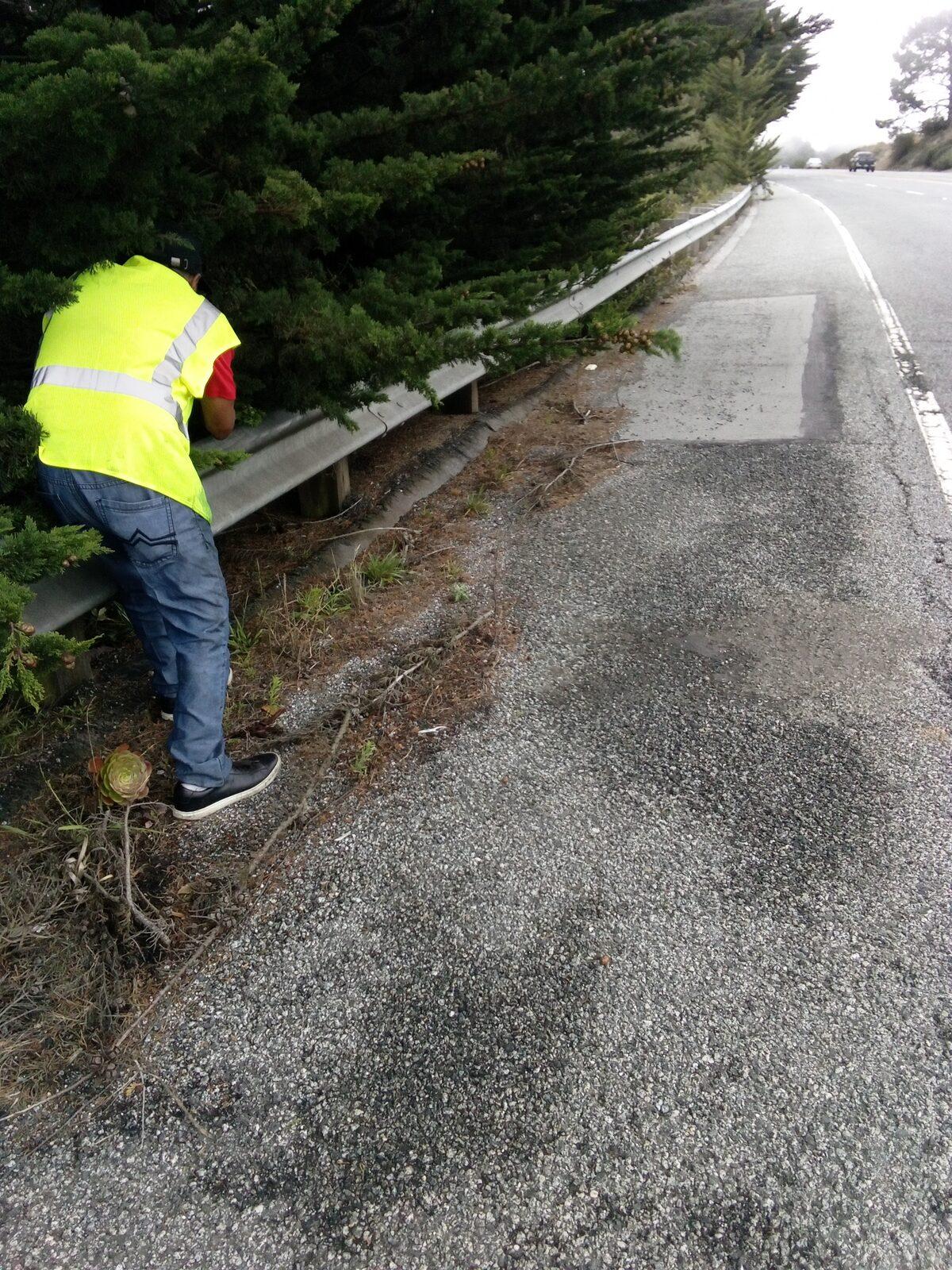 A volunteer leaning over the guardrail on Skyline to cut back vegetation growing onto the shoulder